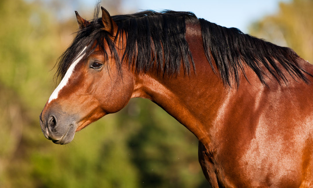 Unterstützung im Fellwechsel mit Pferdefutter