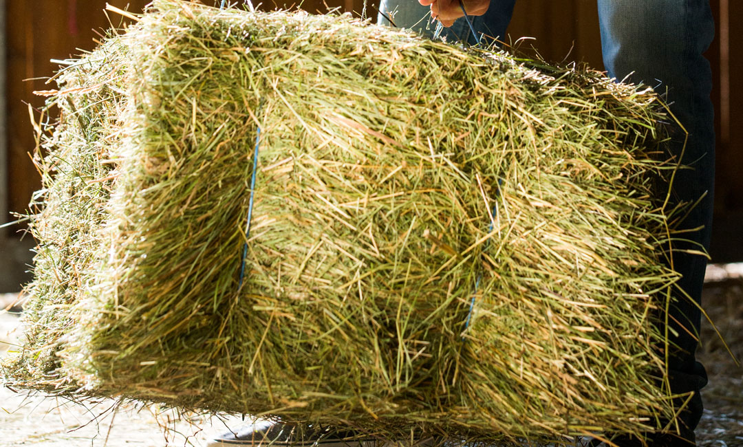 Heu ad libidum ist nicht für jedes Pferd ideal