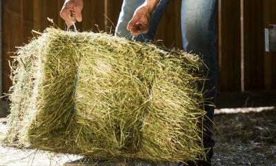 Heuqualität: Warum sie für die Gesundheit deines Pferdes entscheidend ist