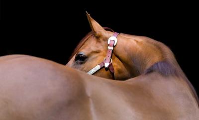 Bedarfsgerechte Fütterung von Pferden mit PSSM1und PSSM2