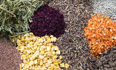 Was dein Pferd wirklich braucht: Die Basis der Rationsberechnung