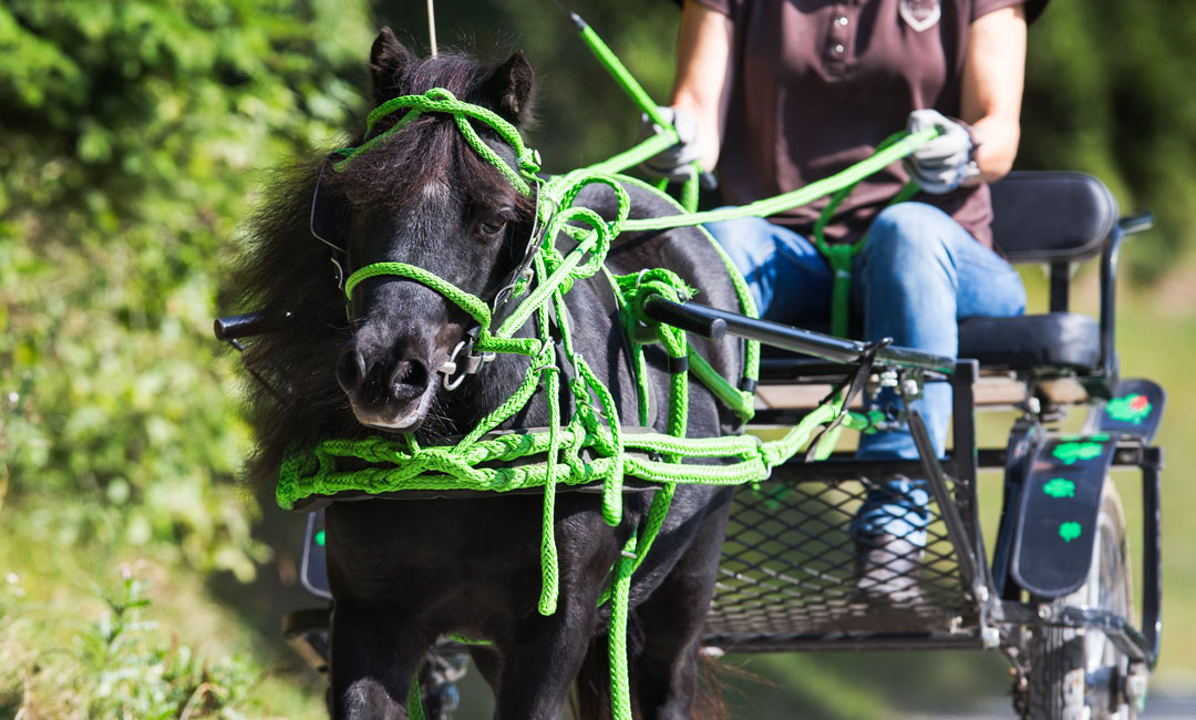 Fakten zu Hafer in der Pferdefütterung