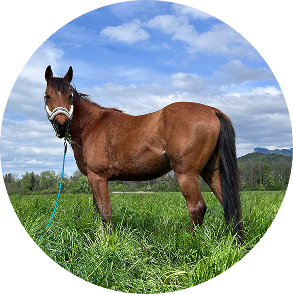 Icon mit einem Einhorn