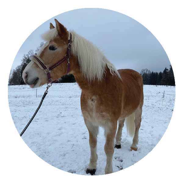 Icon mit einem Einhorn