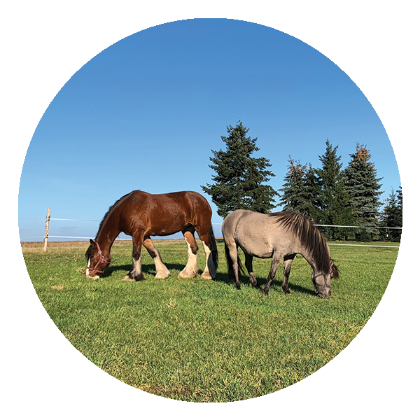 Icon mit einem Einhorn