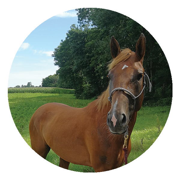 Icon mit einem Einhorn