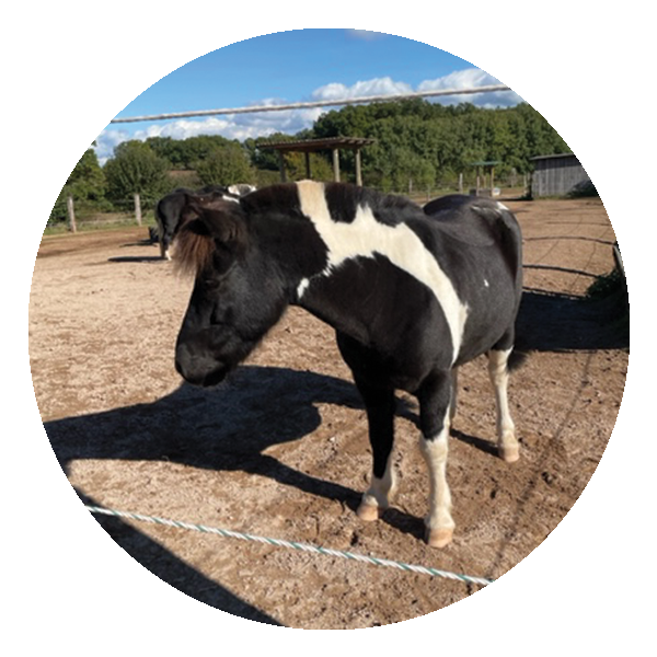 Icon mit einem Einhorn