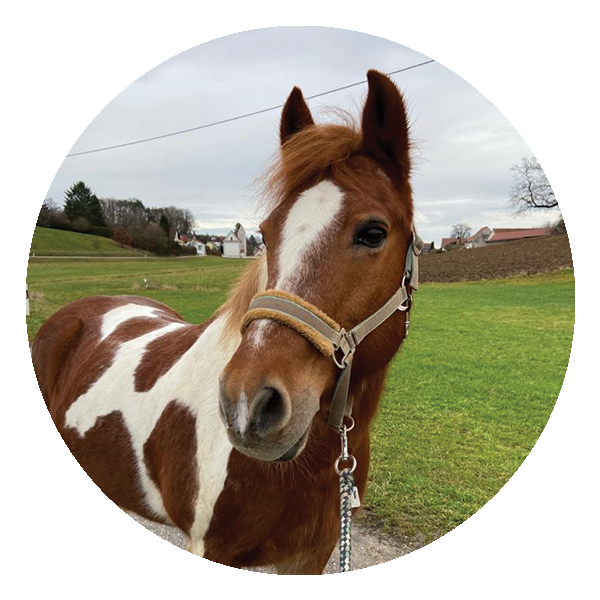 Icon mit einem Einhorn